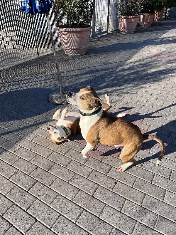 GOLD E MAYA IL SOGNO DI UN'ADOZIONE INSIEME Foto 4